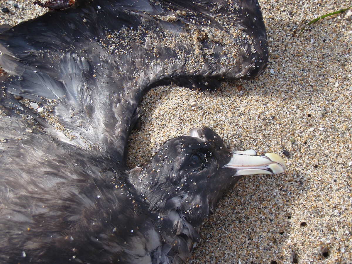 Northern Fulmar - ML647577683