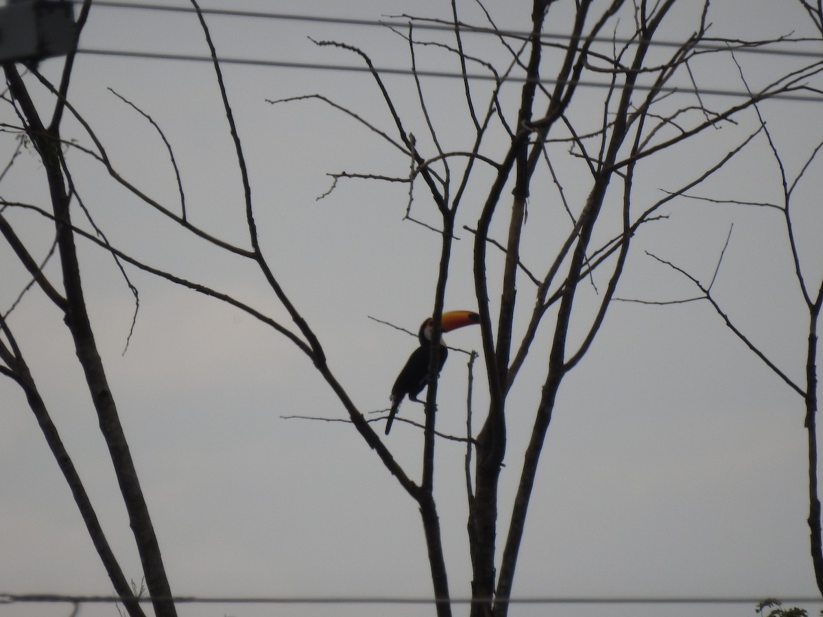 Toco Toucan - ML647577684