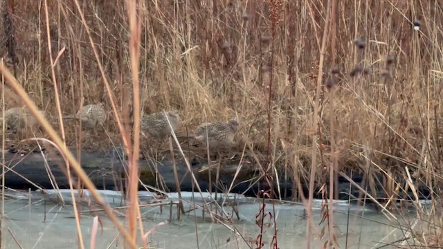 Фазан звичайний - ML647577691