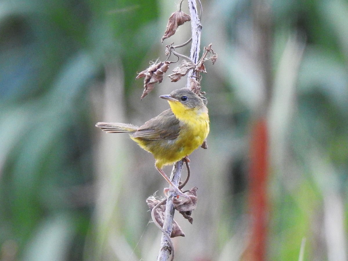 Southern Yellowthroat - ML647577706