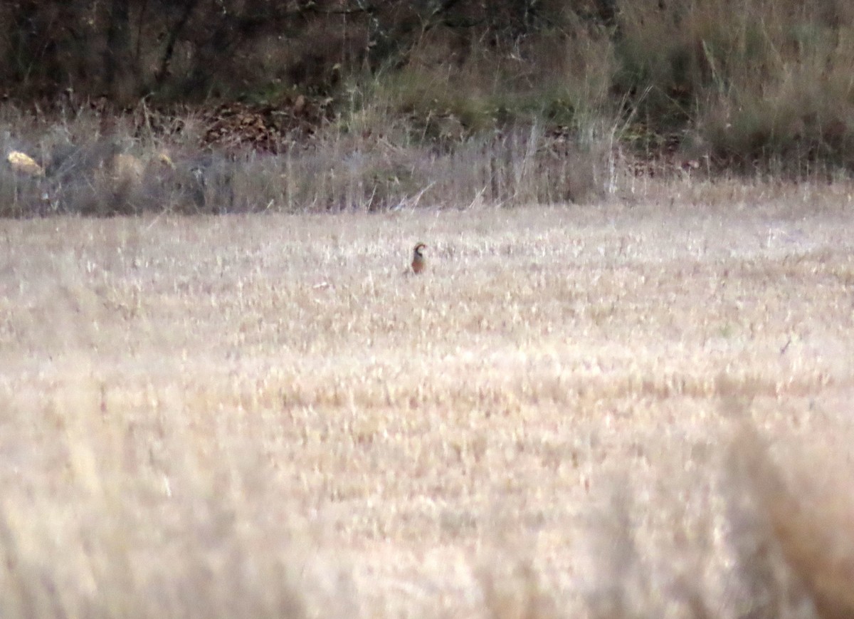 Perdrix rouge - ML647577714