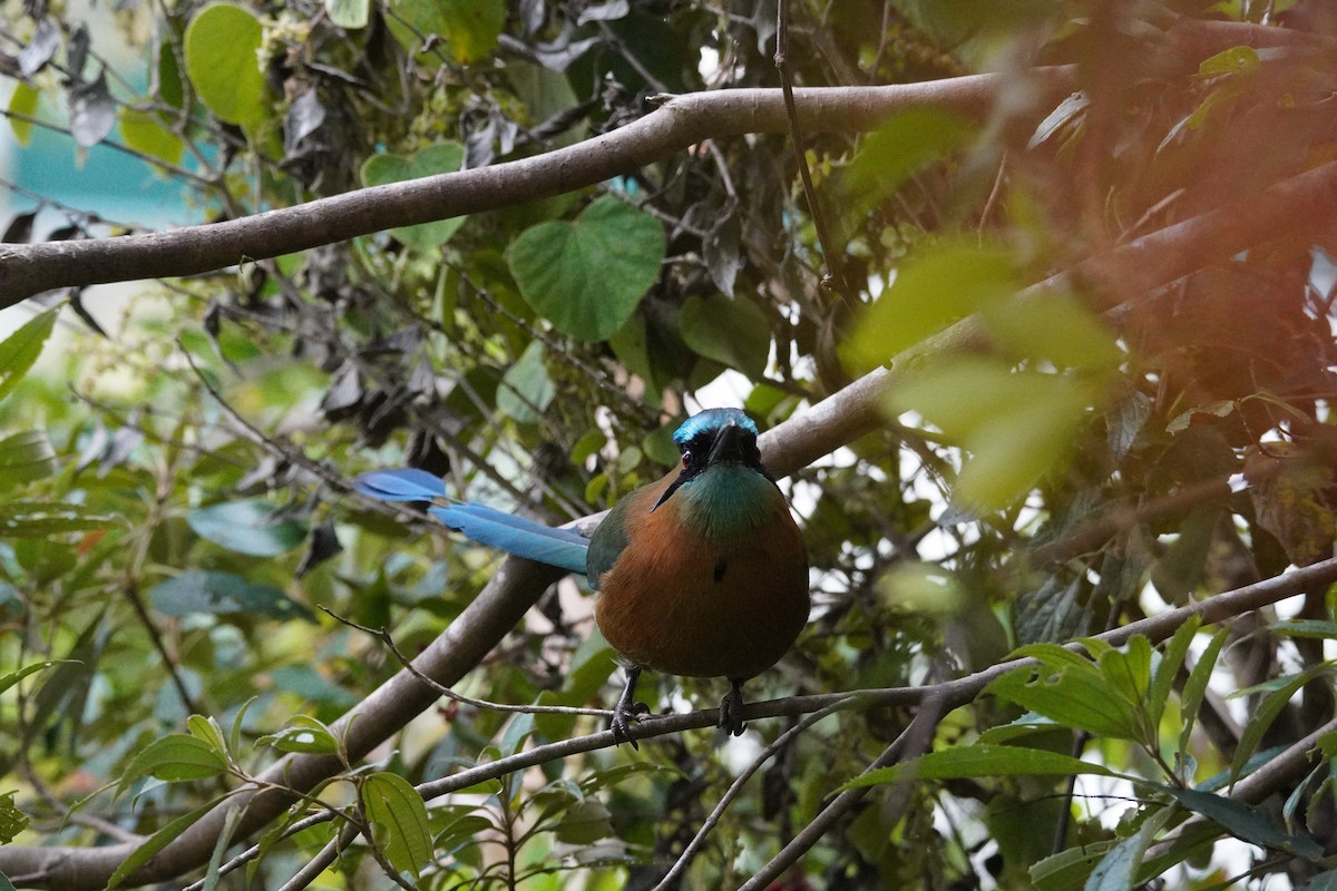 Lesson Motmotu - ML647577715