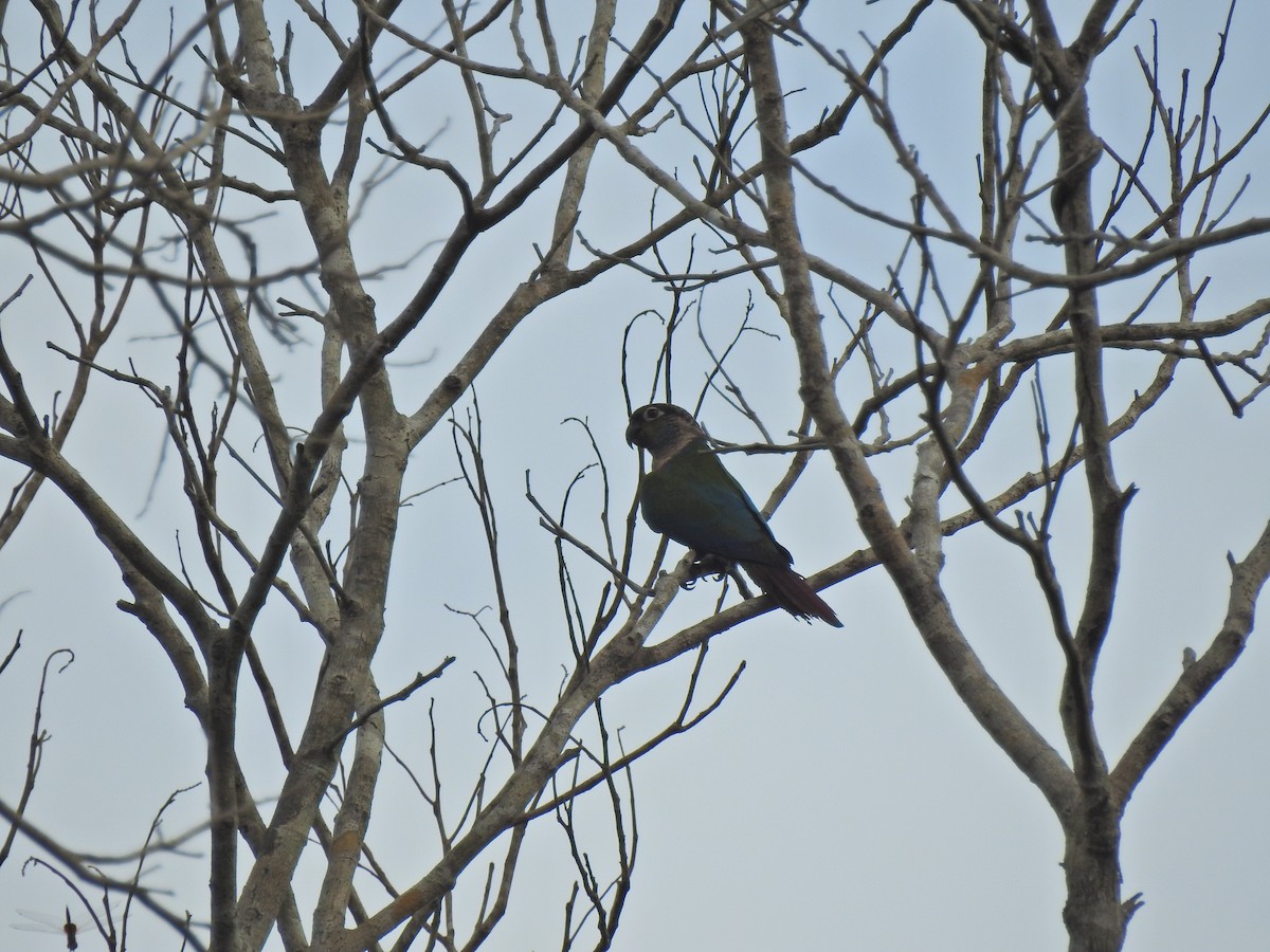 Crimson-bellied Parakeet - ML647577718