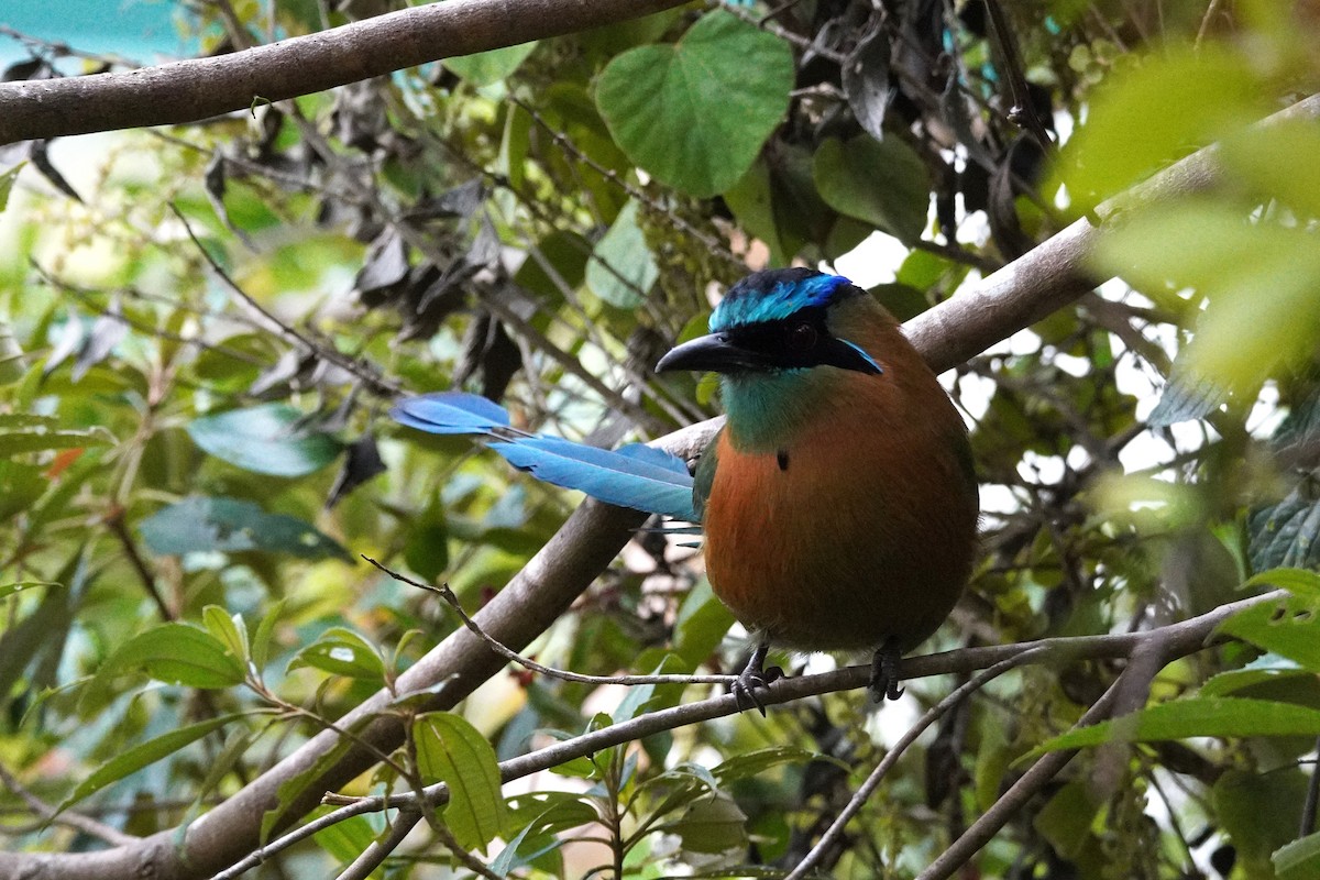 Lesson Motmotu - ML647577723