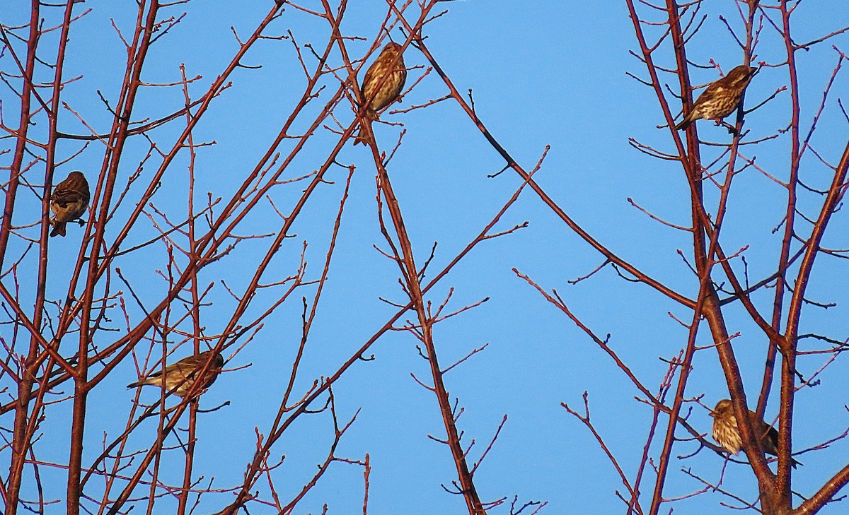 Purple Finch - ML647577724