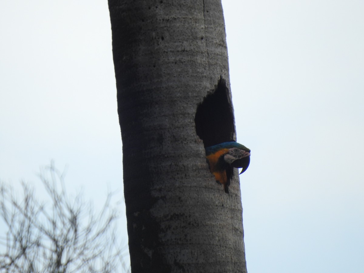 Blue-and-yellow Macaw - ML647577725