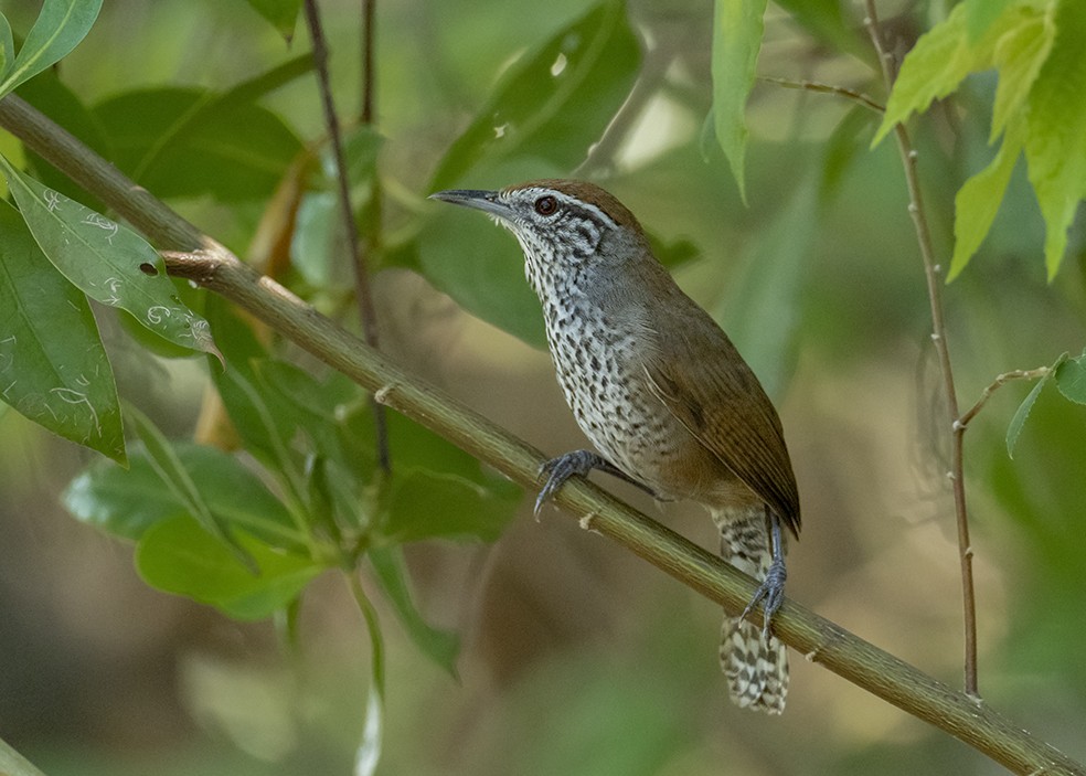 Fleckenbrust-Zaunkönig - ML647577738