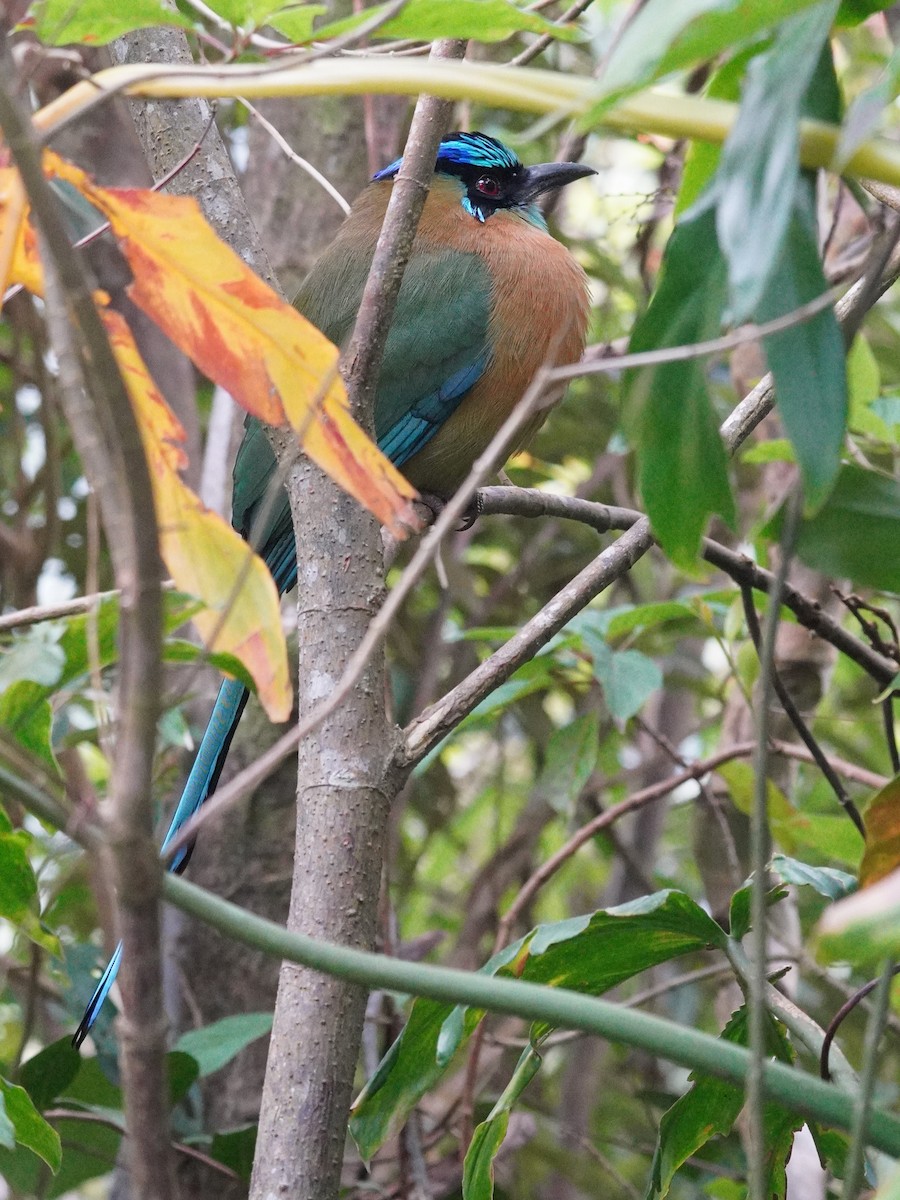 Lesson Motmotu - ML647577749