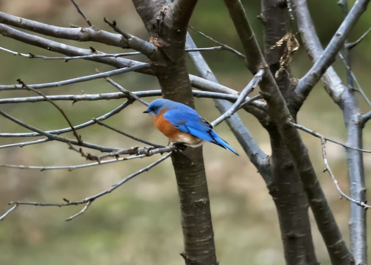 Eastern Bluebird - ML647577755