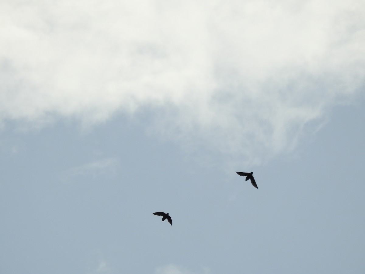 Short-tailed Swift - ML647577758