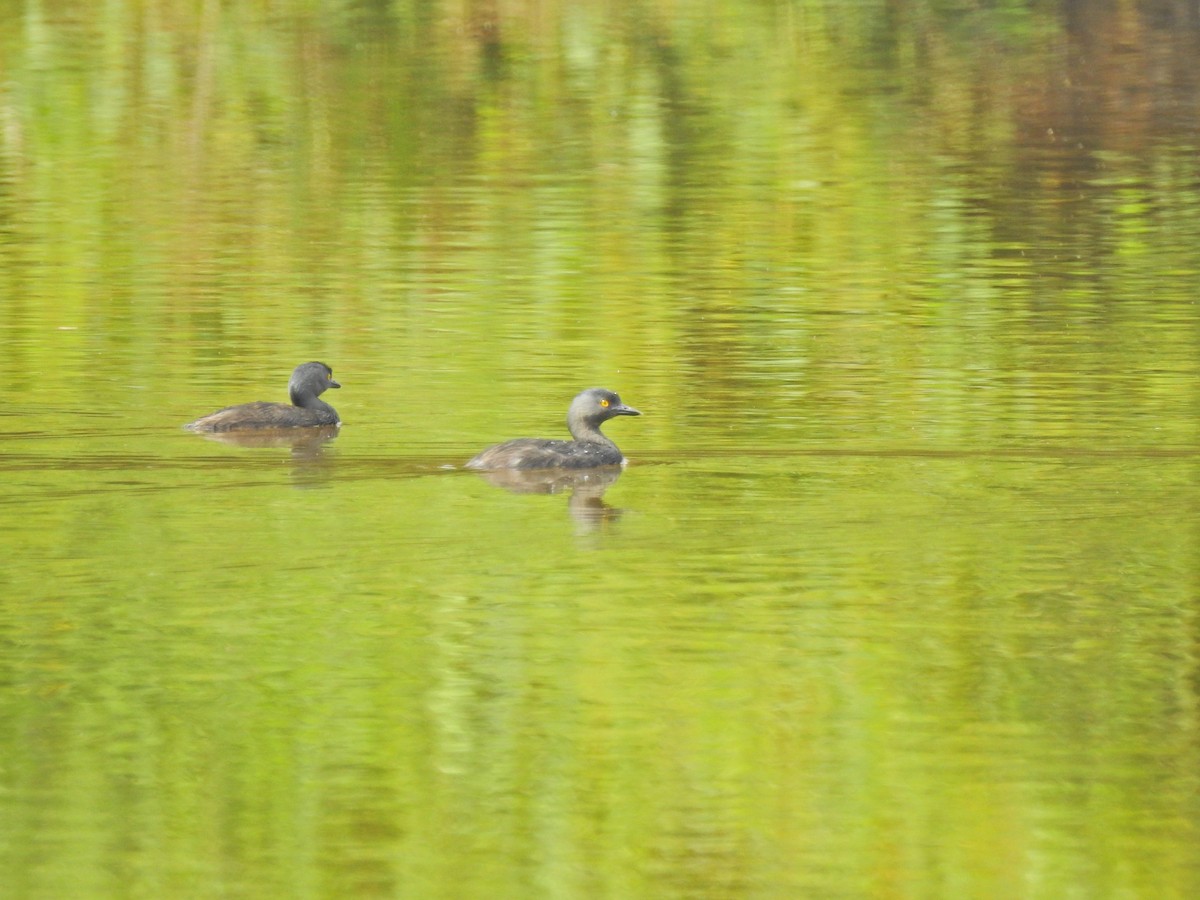 Least Grebe - ML647577770