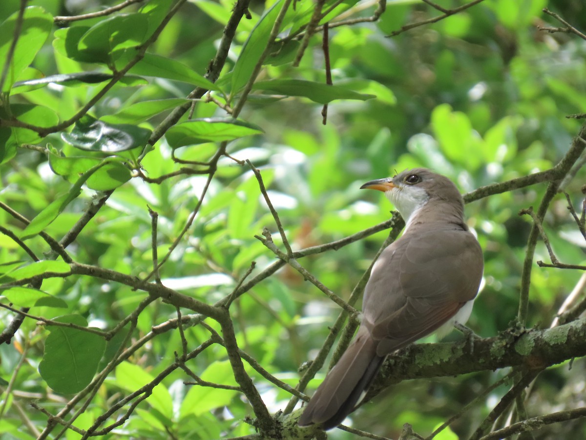 Yellow-billed Cuckoo - ML647577778