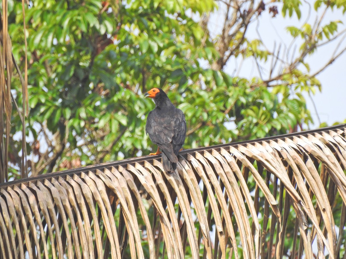 Siyah Karakara - ML647577783