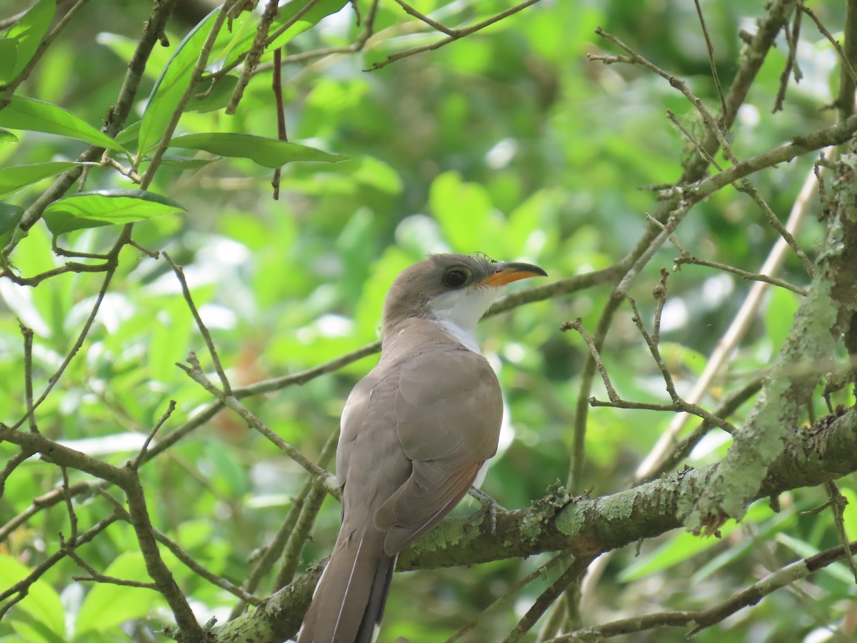 Yellow-billed Cuckoo - ML647577799