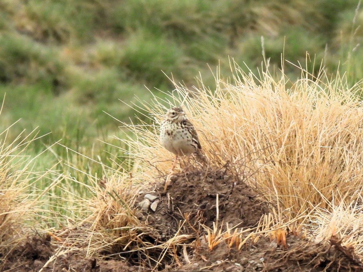 Bisbita Correndera - ML647577801