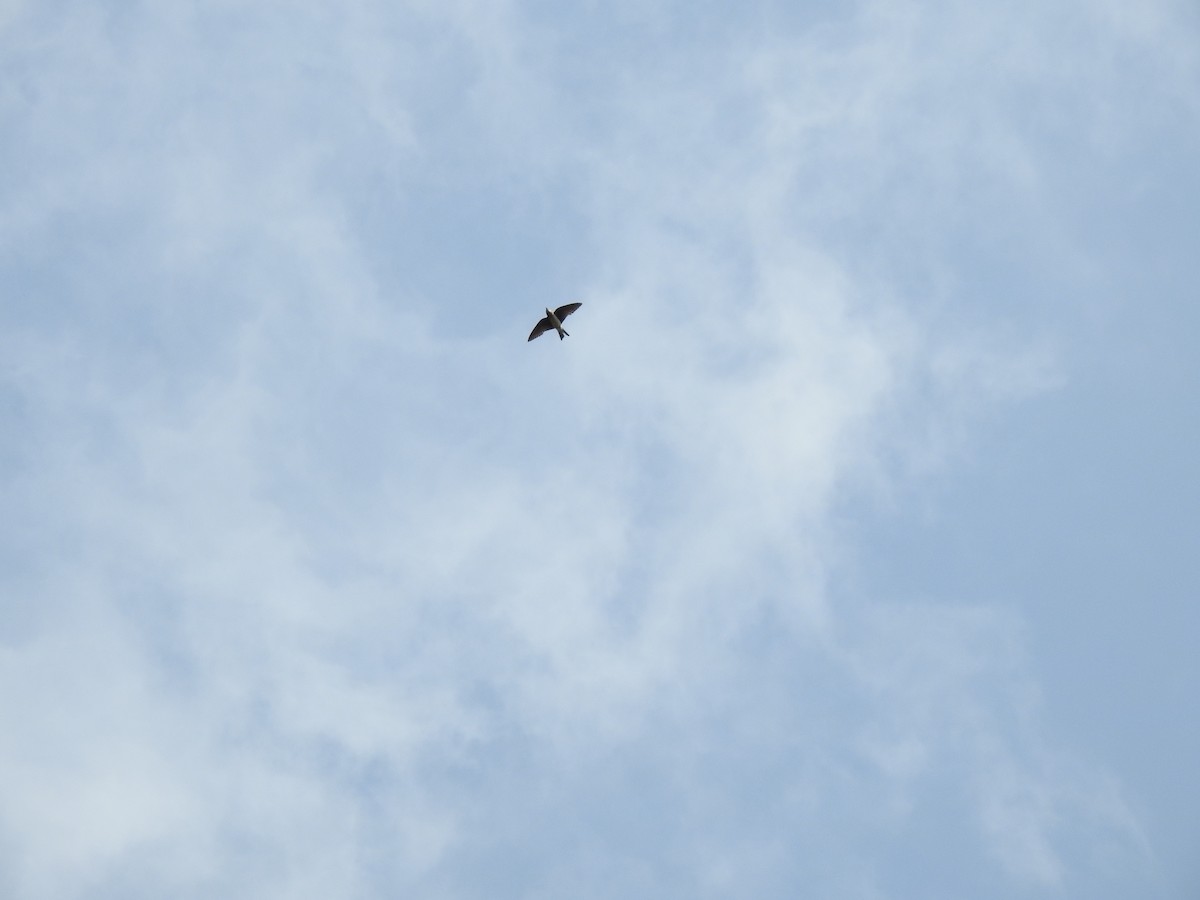 Gray-breasted Martin - ML647577806