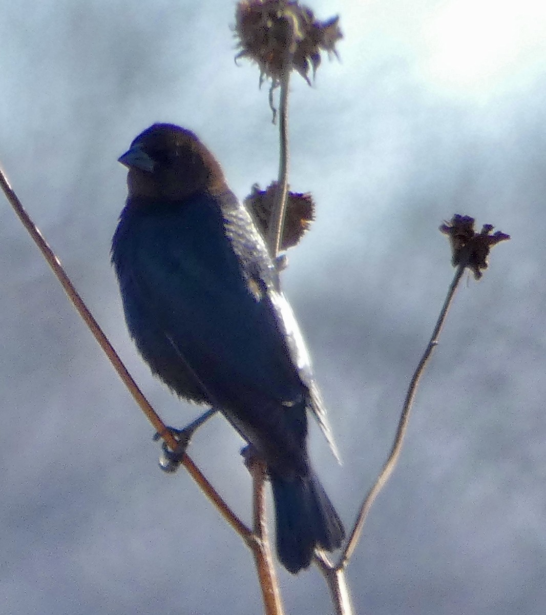 brunhodetrupial - ML647577807