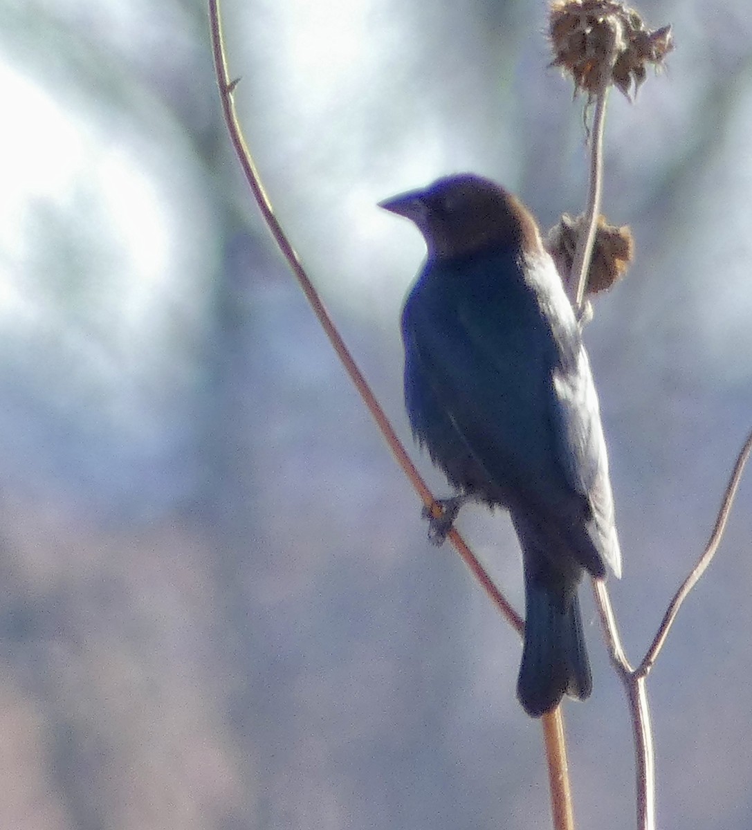 brunhodetrupial - ML647577808