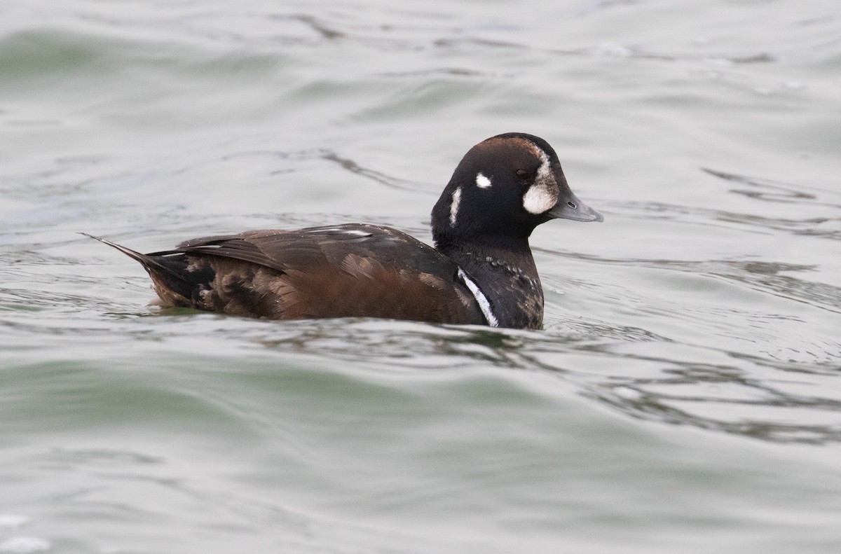 Harlequin Duck - ML647577813