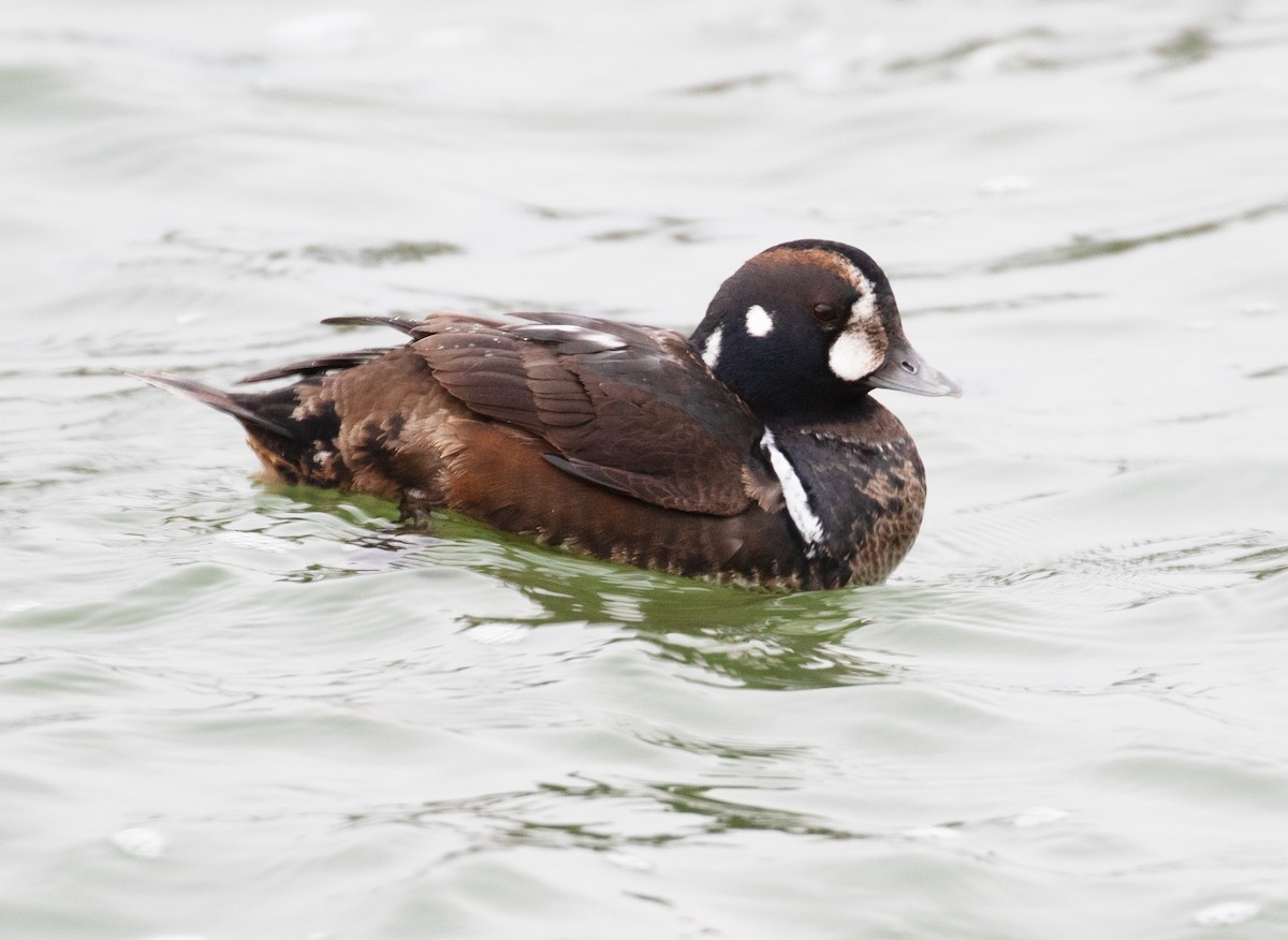 Harlequin Duck - ML647577814