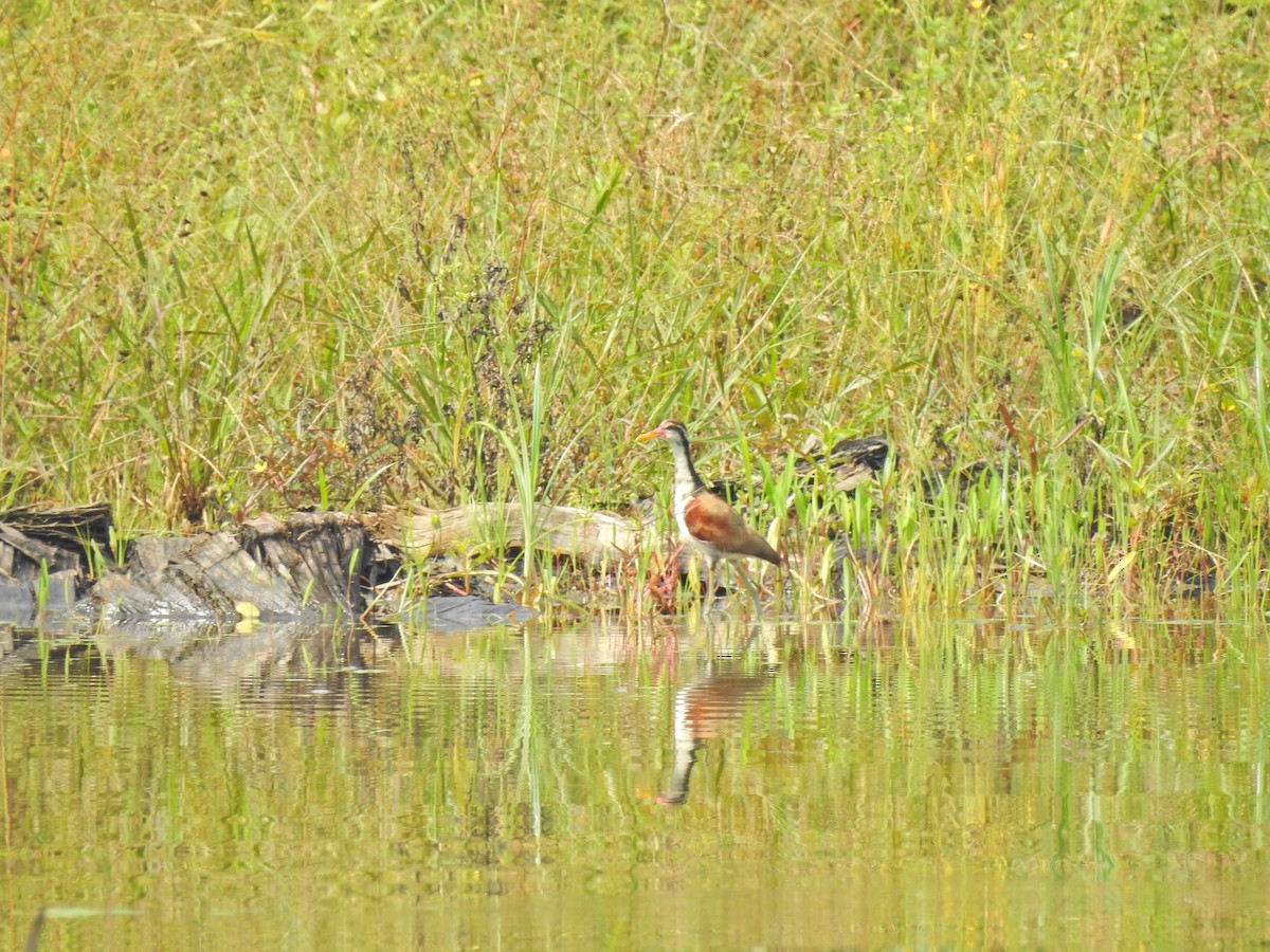 Wattled Jacana - ML647577815