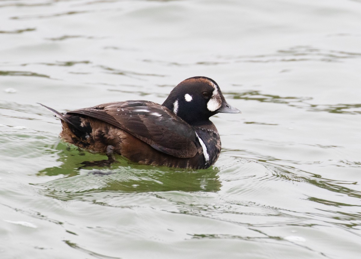 Harlequin Duck - ML647577816