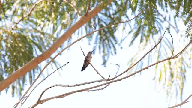 Колібрі-рубін - ML647577826