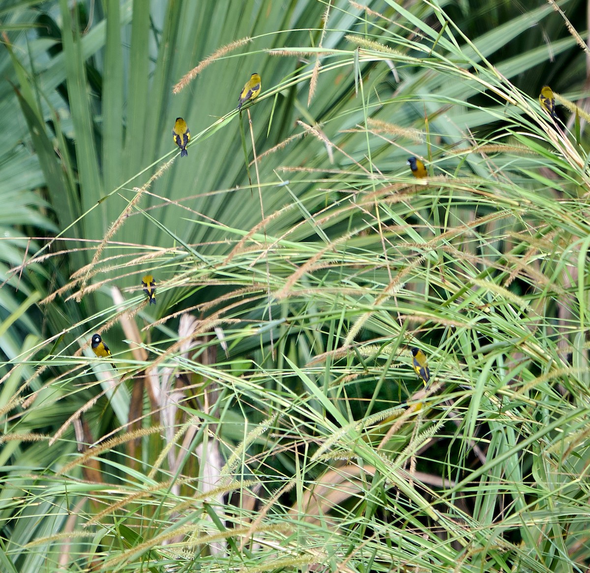 Black-headed Siskin - ML647577841