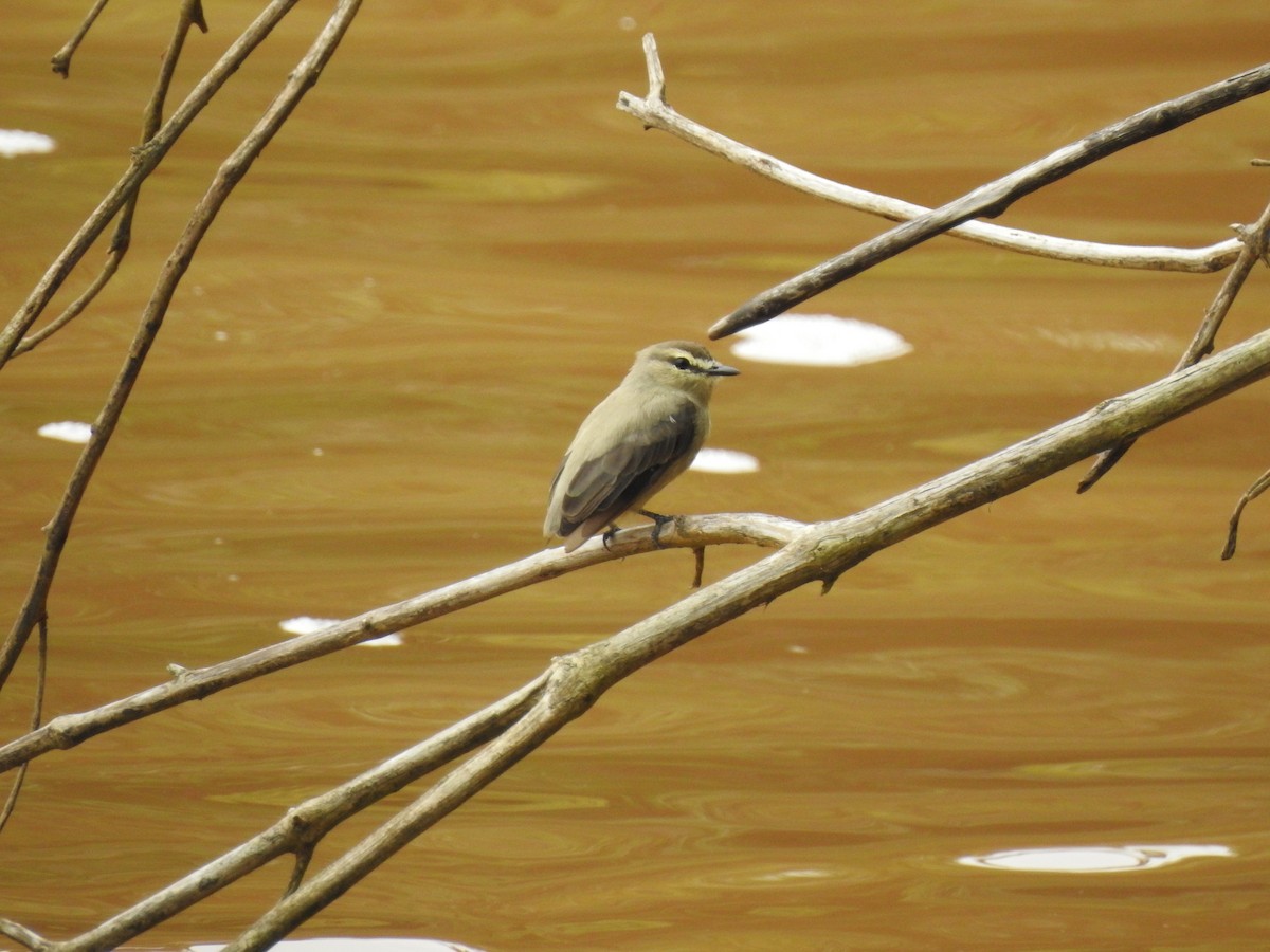 Drab Water Tyrant - ML647577860