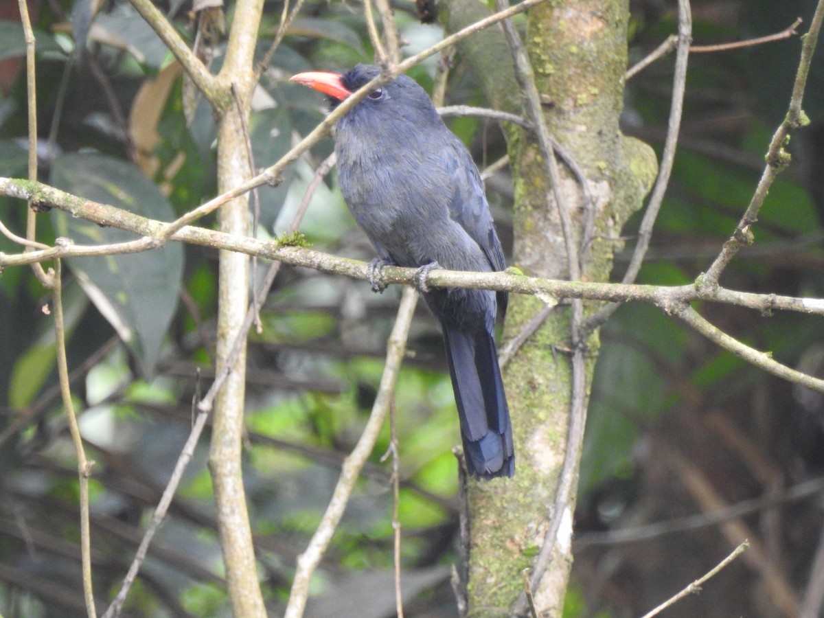 Black-fronted Nunbird - ML647577878