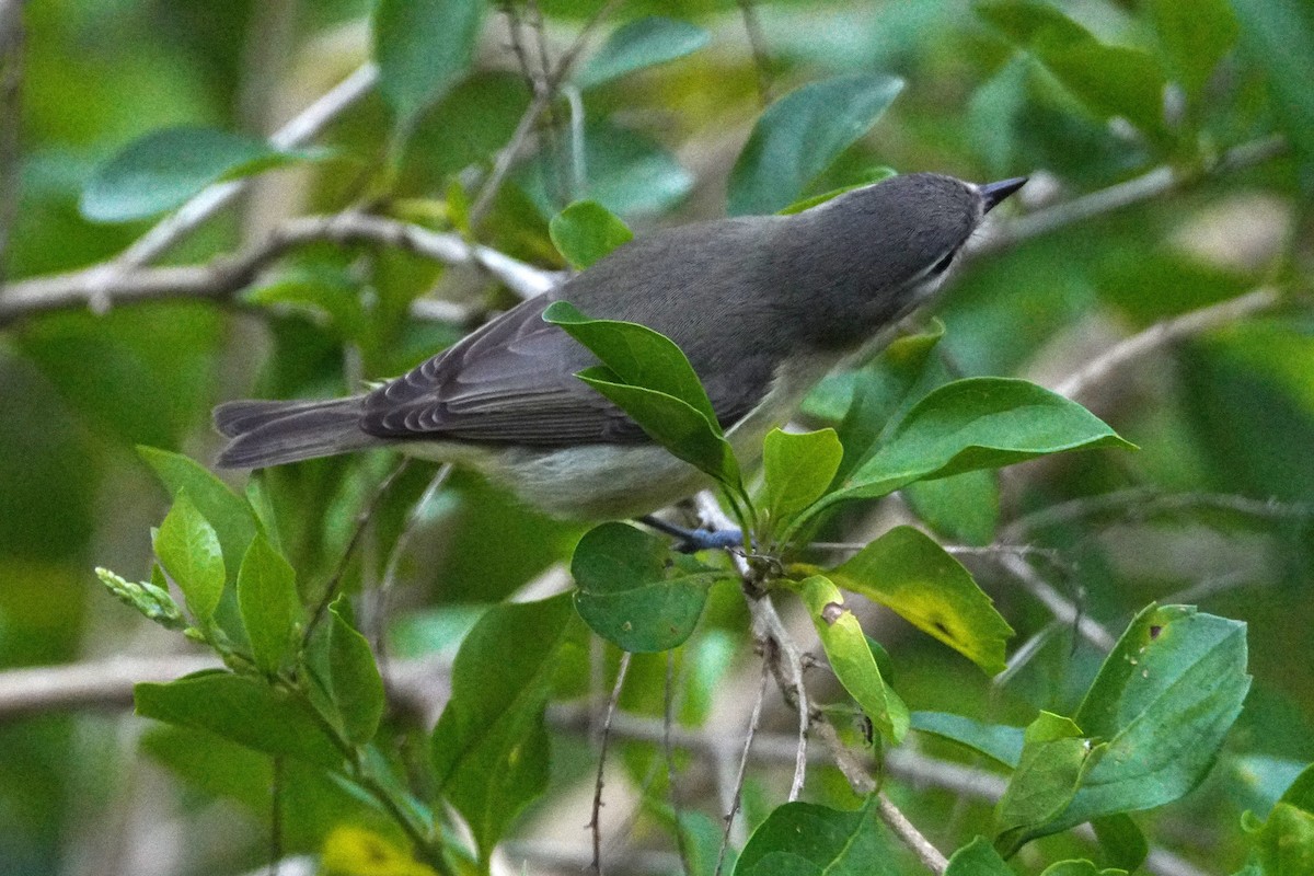 Bireo filadelfiarra - ML647577941