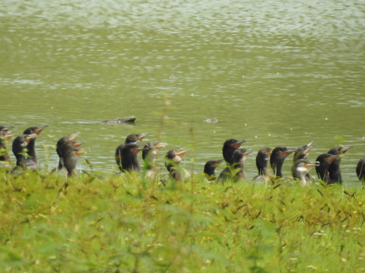 Neotropic Cormorant - ML647577951