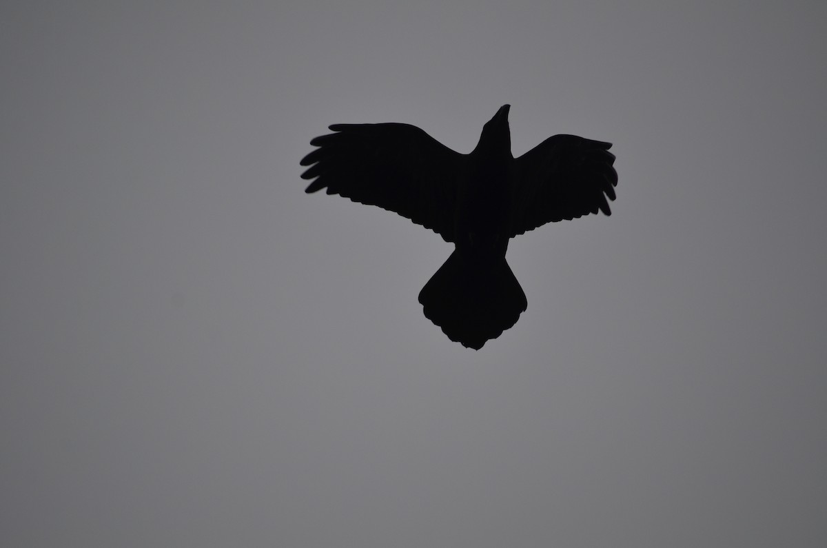 עורב שחור - ML647577952