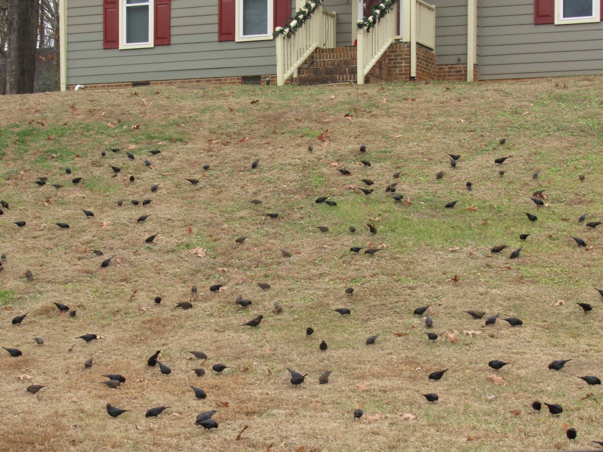 brunhodetrupial - ML647577969