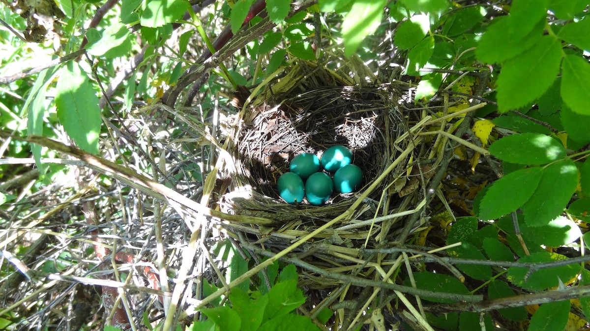 Gray Catbird - ML647578001