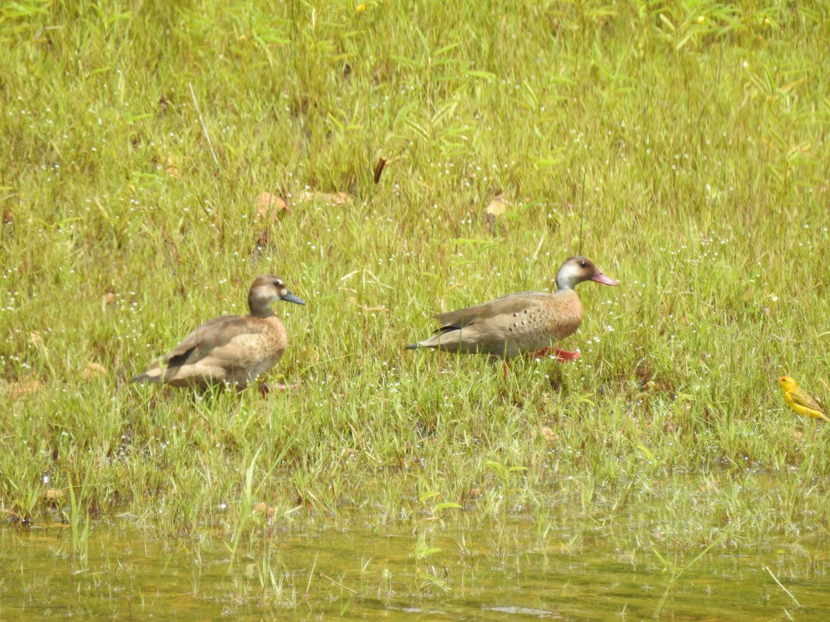 Brazilian Teal - ML647578008