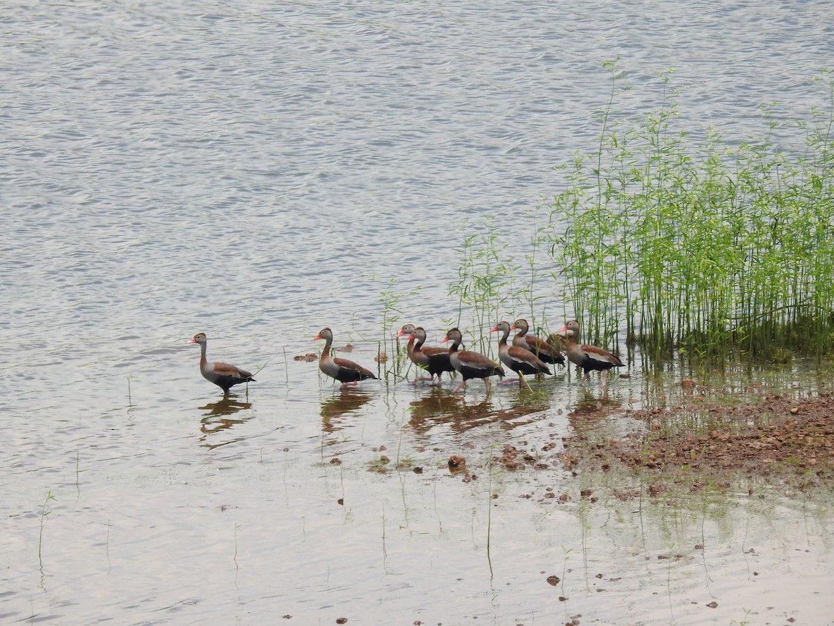 Black-bellied Whistling-Duck - ML647578014