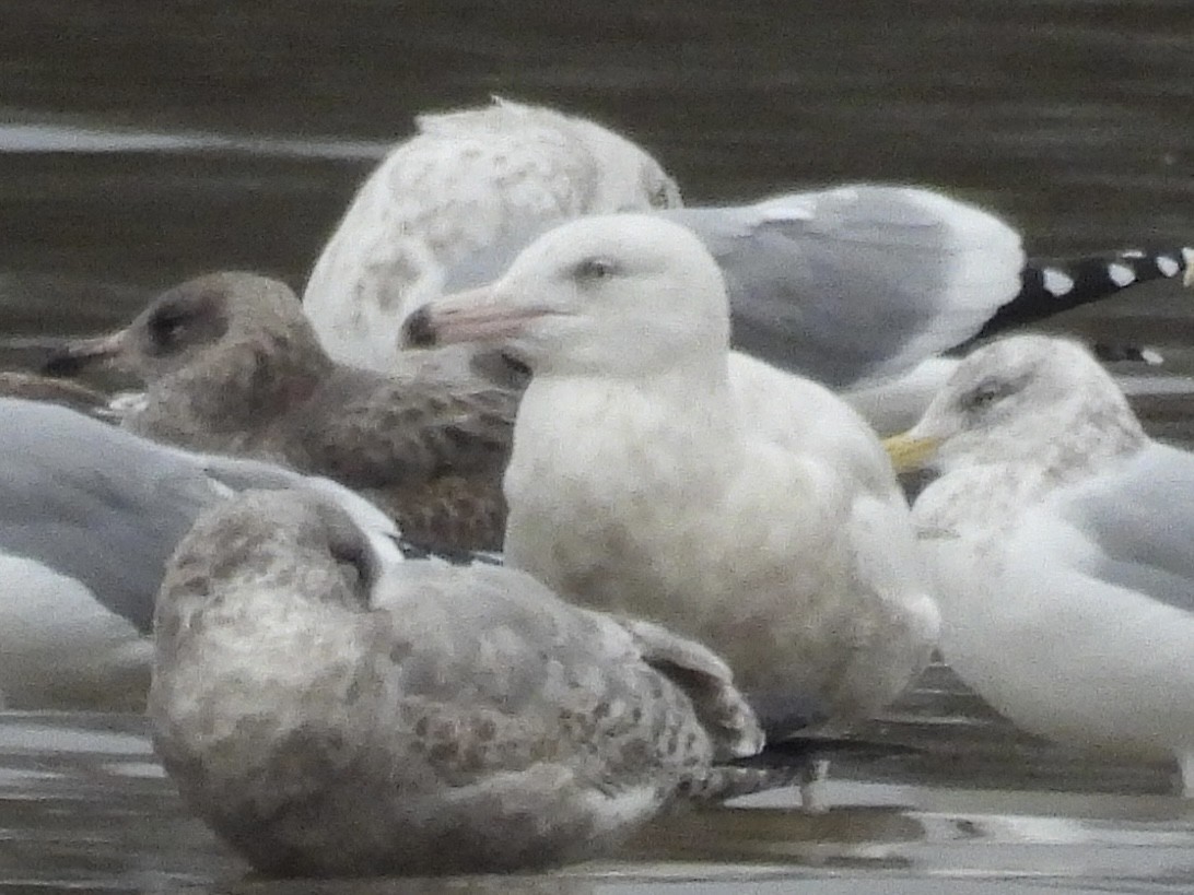 Gavión Hiperbóreo - ML647578015