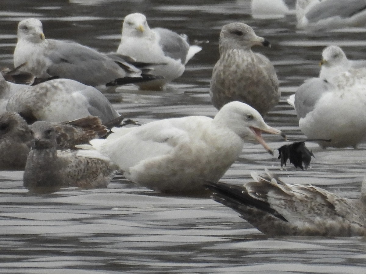 Gavión Hiperbóreo - ML647578016