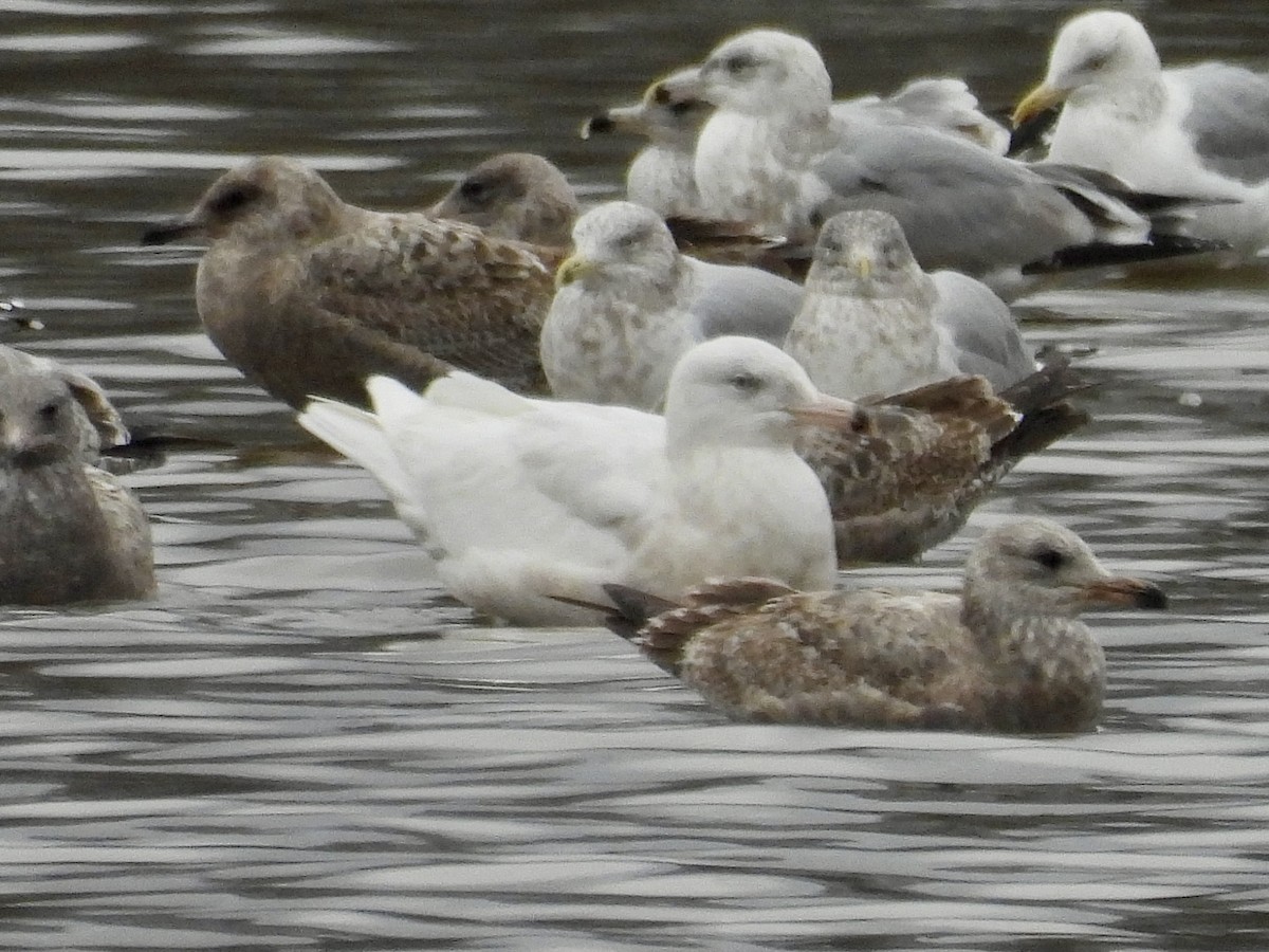 Gavión Hiperbóreo - ML647578017