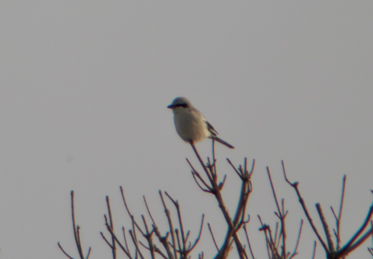 Alcaudón Boreal - ML647578029