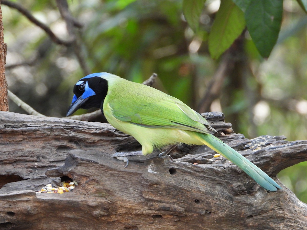 Green Jay - ML647578045