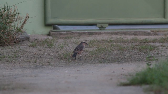 Пересмішник білобровий - ML647578046