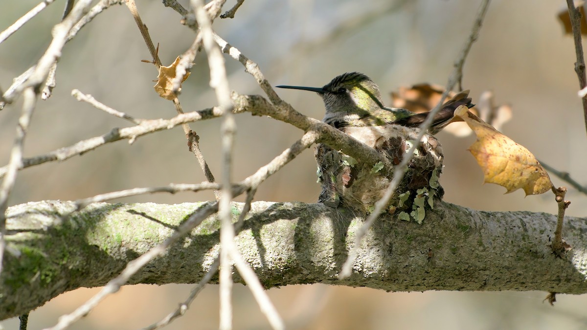 Anna's Hummingbird - ML647578083