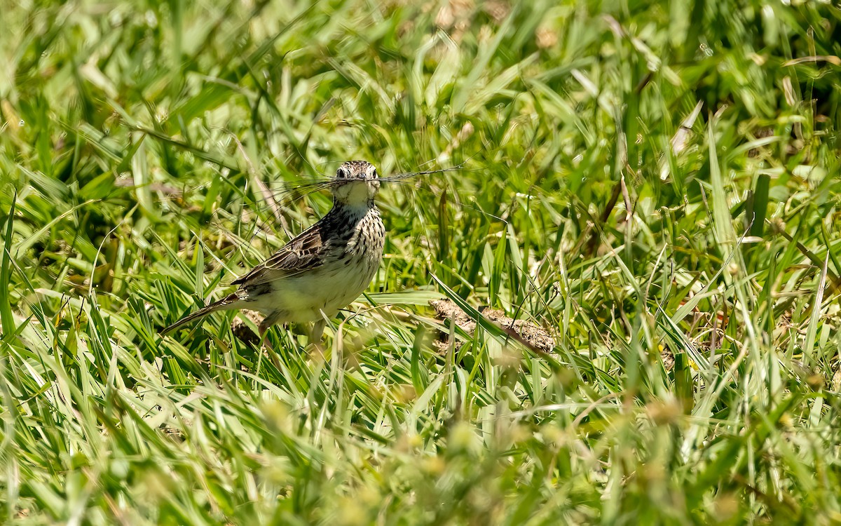 Yellowish Pipit - ML647578085