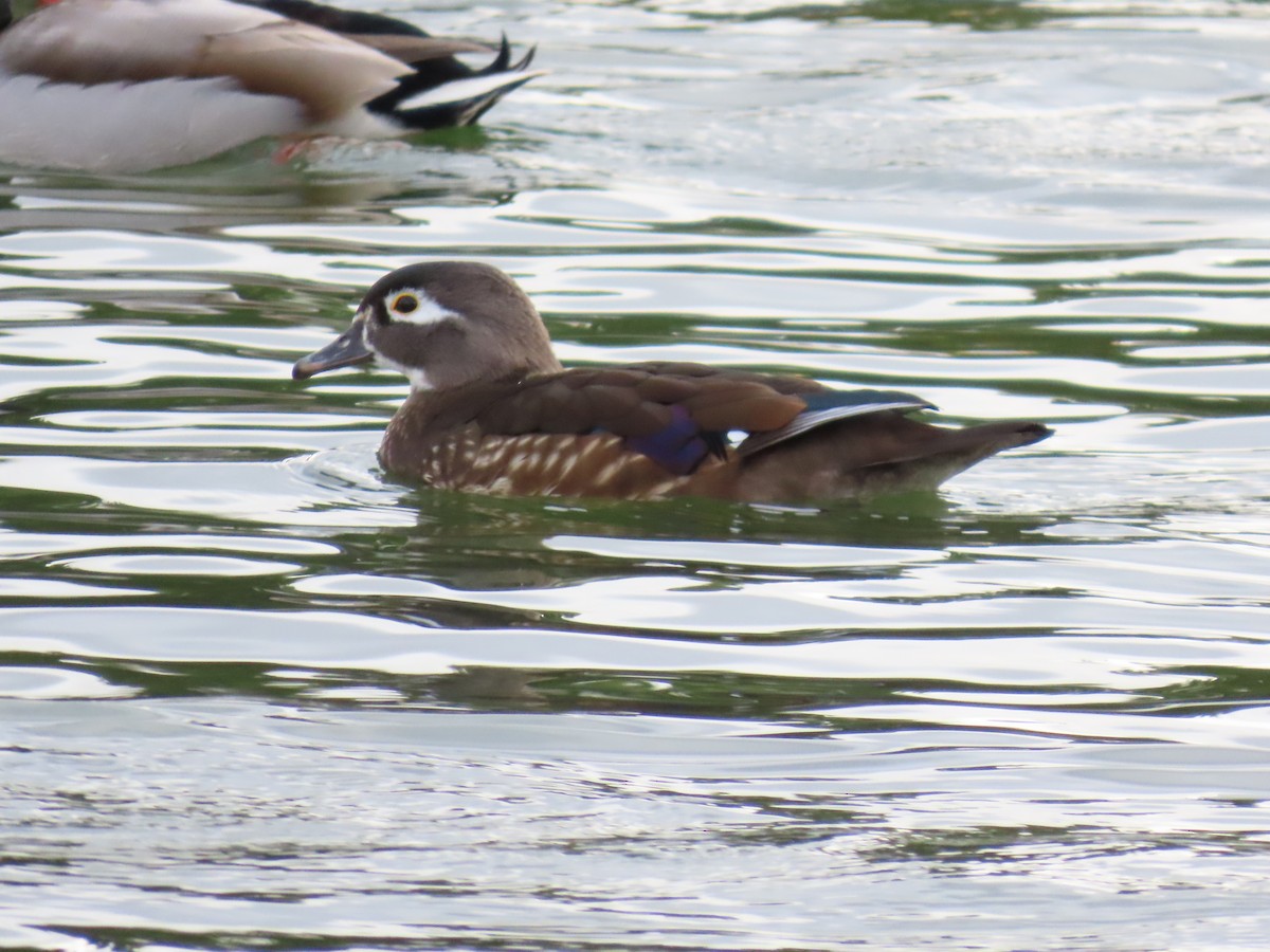 Canard branchu - ML647578132