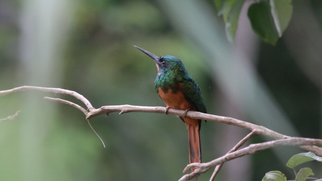 Якамара рудохвоста - ML647578136