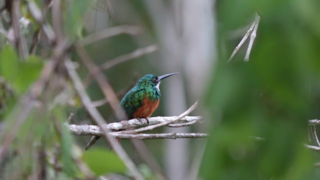 Якамара рудохвоста - ML647578138