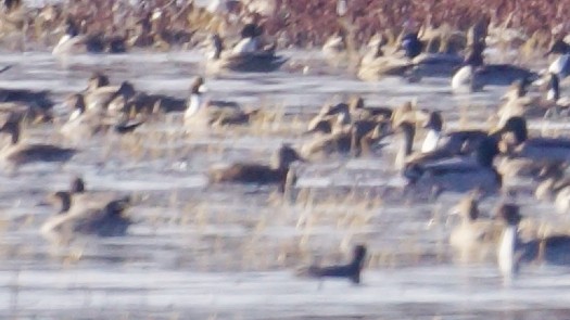 Mallard/American Black Duck - ML647578149