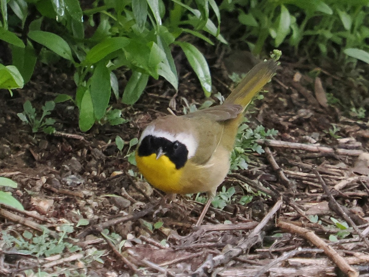Common Yellowthroat - ML647578157